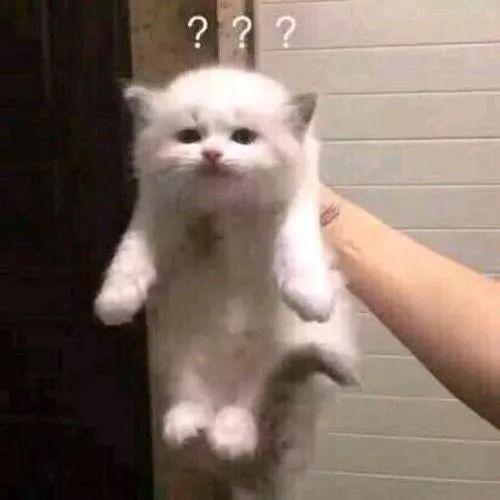 晋城seo（直播1小时卖1亿法官们硬核带货）