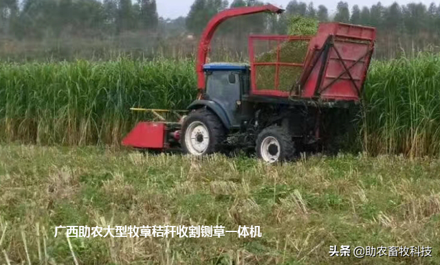 南方养猪种植什么牧草好？猪场为什么推荐种植牧草？