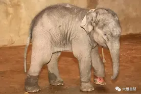 云南发现一头腿部有伤的小象，疑遭象群抛弃，留在原地跟不上象群图片