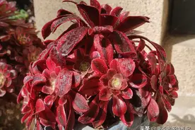 多肉美杜莎没有长短叶之分，5月份再入手的话，其服盆难度将升高图片