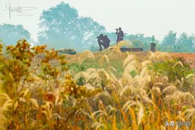 三分秋色一分芦，位于杭州郊区的北湖，正是因此景渐为人知图片