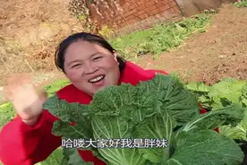 胖妹在菜地里拔了一颗大白菜，配上精品五花肉一起焖，配上白米饭图片