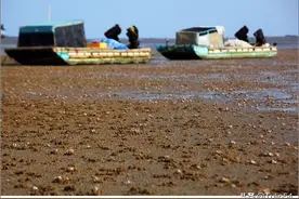 沙督岛沙蟹之美图片