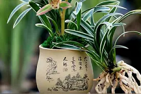 这种珍稀兰花，很多人没见过，花姿优雅，叶带金边，夏季养兰首选图片