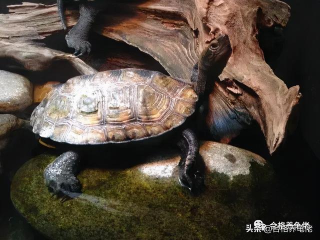 关于龟屎，你是怎么处理的？（水龟篇）
