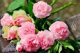 小学英语每日晨读 | Spring in the Green Season图片