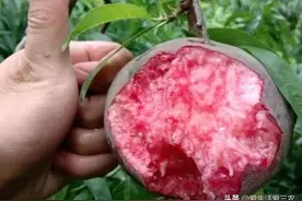 中华黑桃，“桃中极品”好吃、好看、好赚，种植创业好门路图片