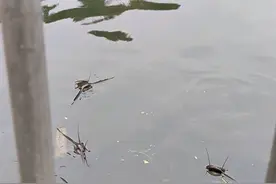 厦门一河道水面出现许多“大嘴”，原来是水底的大鱼浮上水面透气图片