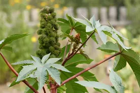 盘点全世界最“致命”的10大危险植物图片