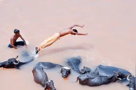 印度螃蟹泛滥成灾！恒河大坝都是洞，网友：要帮忙吗？图片