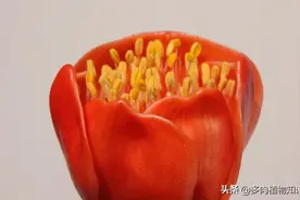 传说中的血色莲花，植物大神的珍藏品图片