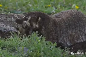 一只美洲獾发现松鼠的窝，驱赶走大松鼠，挖洞咬得满满一嘴小松鼠图片