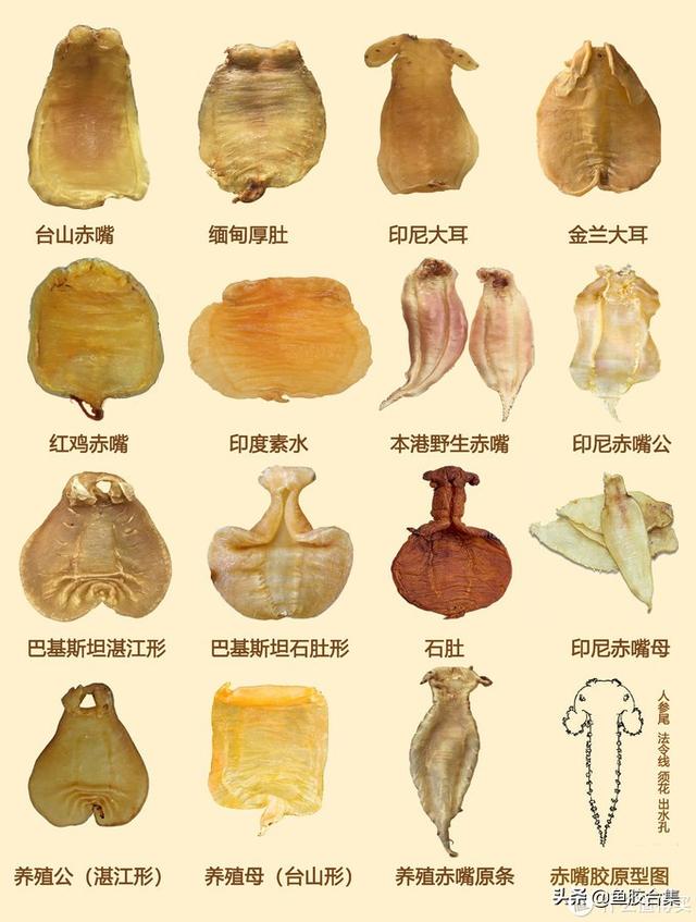 佐罗鱼胶与黄花胶区别 2026年佐罗鱼胶与黄花胶区别是什么