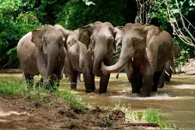 云南野象旅游团干了多少“好事”：毁842亩农作物，踩死鸡吓坏狗图片