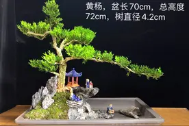 雀舌小叶黄杨盆景，斜飘造型图片