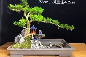 雀舌小叶黄杨盆景，斜飘造型图片
