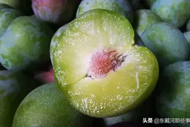 嘎嘣脆一口气吃5个，脆甜爽口脱骨无酸，宜宾脱骨脆李新鲜上市图片