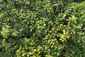 柑橘十月管理｜气温仍很高！促花+着色需根据温度，灵活调整图片
