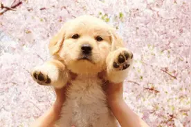 ​不知道你们有没有听说过 宠物脂肪肝？图片