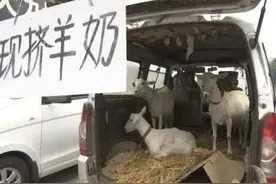 2岁女童喝街头“现挤羊奶”后口吐白沫，结核病、布病等16种疾病都能通过生鲜牛羊奶传染人类图片