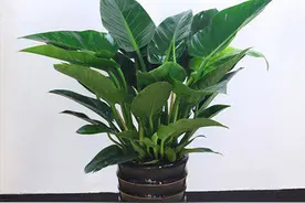 室内养殖“金钻花”，这几个条件做好，叶子大又绿，长势旺盛图片