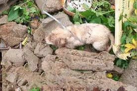 四只幼犬被活埋地下一周，机智狗妈妈的举动，成功拯救自己的孩子图片