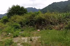 农村巧妈雨后5公里外荆棘丛中拔小竹笋 净收30斤 太过瘾啦图片