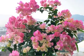 买的三角梅老桩现在可以洗根吗？我配的土有利三角梅开花吗？图片