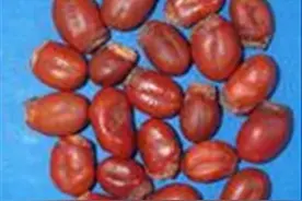 每天学习一味中药——荔枝核图片