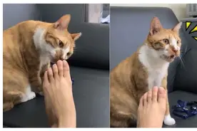 猫咪对着食物“埋屎”，真的是因为闻起来像屎吗？图片