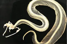 加蓬咝蝰有没有天敌？成年的它可能真的没有天敌的存在，除了人类图片