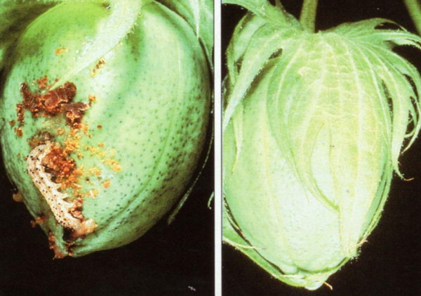 高中生物学习经验分享