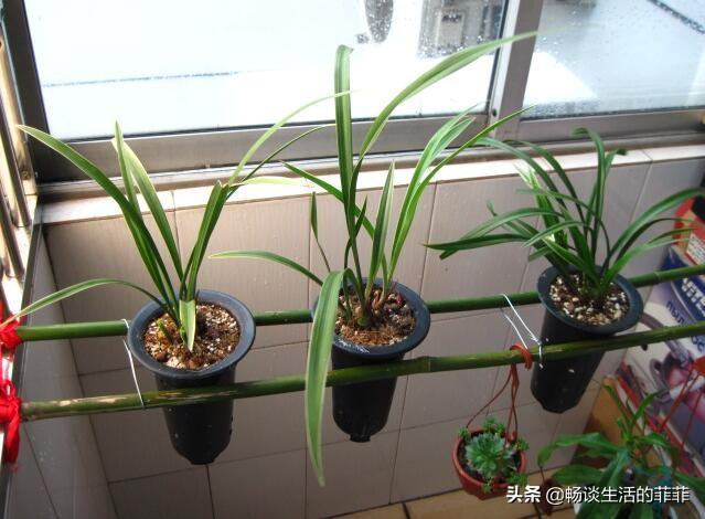 兰花施肥是个热门的话题，今天就谈谈施不施肥或者怎么施吧