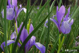 马兰花-开放在六月的草原，美丽芬芳，马兰花在园林中的主要用途图片