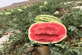 “戈壁西瓜”危害有多大？年营收20多亿的硒砂瓜，为何被局部禁种图片