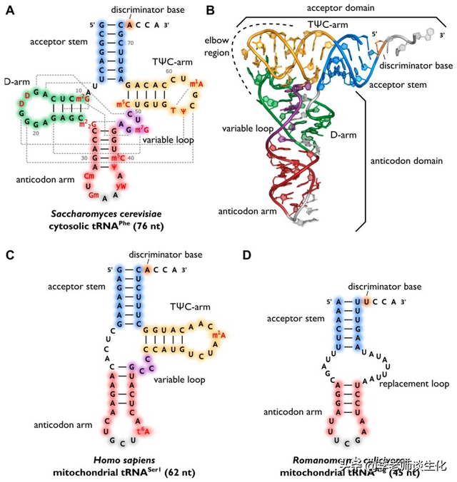 转运RNA与氨酰tRNA合成酶