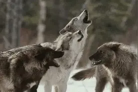 狼群如何繁衍养育后代？低级狼没有交配权，想要后代怎么办？图片