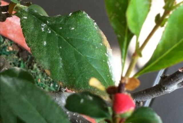 花盆里的“小飞虫”越来越多，教你几个除虫小方法，简单又好用