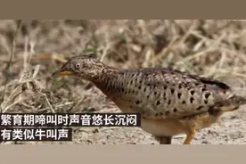 贵州山中“龙吟”有结果了！网友表示：很惊讶图片