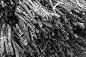 葡萄扦插育苗技术图片