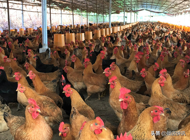农村养殖业,什么项目比较稳,回本快呢?