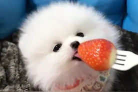 博美犬多少钱一只，你买贵了吗？图片