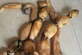 广西莲藕粉又香图片