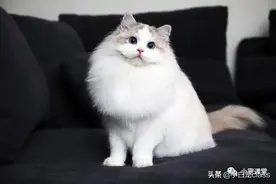 宠百科，颜值担当—布偶猫图片