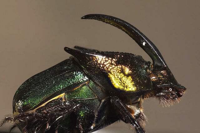 圣甲虫的头部宽大而扁平,就像一个坚硬的兜帽,半圆形的前缘排列着六个