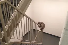 如果浣熊出现在您家附近，千万不要投喂食物！故事始于这楼梯口图片