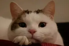 猫咪对铲屎官最依赖的5种情况，看看你家的猫咪是不是也是一样的图片