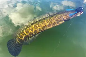 捕到黑鱼立马杀死！为啥再也不放流了？美国人民缺的只是酸菜鱼图片