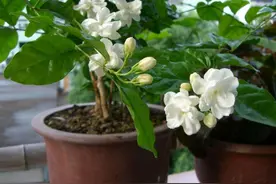 硬土茉莉养不活？养它要会换盆，缓苗成功蹭蹭长，四季开花不黄叶图片