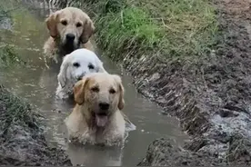 带狗狗回村第一天，我在粪坑找到它图片